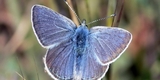 Mission Blue Butterfly